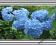 Hortensja niebieska renate steiniger z pąkami 40cm