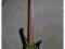 Gitara basowa GMR Bassforce CL5 Green