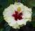 OGROMNY biały kwiat Ogramne sadzonki piękna roślin