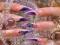 dekorynka CZASOPISMO NAIL EXPERT 17 (5/2008)