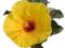 OGROMNY żółty kwiat Ogramne sadzonki piękna roślin