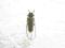 Cerambycidae,Agapanthia cynarae