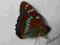 motyl motyle Limenitis populi (kopertowane) A1