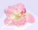 Storczyk różowy Główki kwiatowe DRUT GRATIS