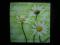 Serwetki Decoupage - TANIO! /284/