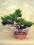 BONSAI-drzewko -jałowiec CHIŃSKI -na PREZENT