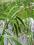 Turzyca nibyciborowata (Carex pseudocyperus)