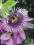 Męczennica Passiflora Violacea EGZOTYCZNE PNĄCZE !
