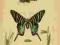 PIĘKNA LITOGRAFIA Motyle Owady 1834 rok