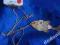 STRADIVARIUS' 2012 naszyjnik rybka,złocony