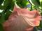Datura Bieluń różowa, łososiowa Piękna sadzonka