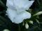 Oleander biały sadzonka ukorzeniona 20-30cm