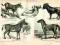 Litografia Koniowate Osioł Zebra z 1884 WAWA