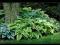 HOSTA 5SZT FUNKIA MIX W-WA