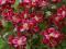 SKALNICA -Śliczne zwarte poduchy, czerwone kwiaty