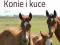 KONIE I KUCE Historia Rasy Jeździectwo koń