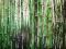 OBRAZ AKRYL NA PŁÓTNIE "ZIELONE BAMBUSY"