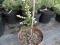 Świerk kaukazki Aurea, Picea orientalis ,Aurea,
