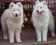 Samoyed