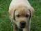 Labrador retriever z rodowodem FCI labradory !!!