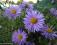 Aster nowoangielski - niebieski, kwitnie do mrozów