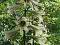 Lilia himalajska Cardiocrinum giganteum