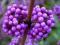 Callicarpa bodinieri - kolorowe kuleczki