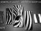 ZEBRA _______ OBRAZ TRYPTYK r150x85 OBRAZY ARTDECO