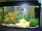AKWARIUM Z RYBKAMI CAŁY ZESTAW