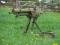 instalacja gazowa do replik broni CKM MG34/42