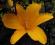 LILIOWIEC - duże, liczne kwiaty