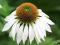 Jeżówka o białych kwiatach-rozjaśni ciemne rabaty!