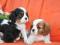 CAVALIER KING CHARLES SPANIEL RODOWÓD FCI