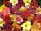 Liliowce wielkokwiatoowe mieszanka kolorów 50 szt