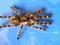 Poecilotheria Regalis L6/L7 OSTATNIE SZTUKI