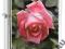 ZAPALNICZKA ZIPPO ROSE