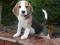 BEAGLE RODOWODOWE-TRICOLOR