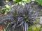 niezwykła CZARNA TRAWA ophiopogon NIGER konwalnik