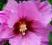 Hibiskus hibiscus 6lat