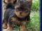 Yorkshire terrier pieski z rod. MINI !!!