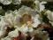 Surmia zwyczajna Catalpa bignonioides sadzonka