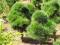 Sosna bonsai,10 szt. Możliwy transport i sadzenie.