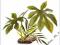 Komodo JungleCanopy 42 cm - roślina K 46222