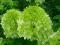 Hydrangea Limelight - Hortensja ogromny kwiat