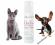 BIOGANCE CLEAN EARS DOG 100 ml POMÓŻ rottka.pl