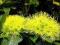 Xanthostemon chrysanthus - Magia kwiatów!