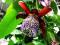 Passiflora alata - Z deszczowych lasów !