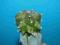 88.Kaktusy Astrophytum myriostigma'Kikko nuda'