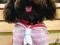 UBRANIE WEST, SHIH TZU, PAPILLON, GRZYWACZ CHIŃSKI