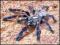 HURT POECILOTHERIA METALLICA L4 HURT 10 szt